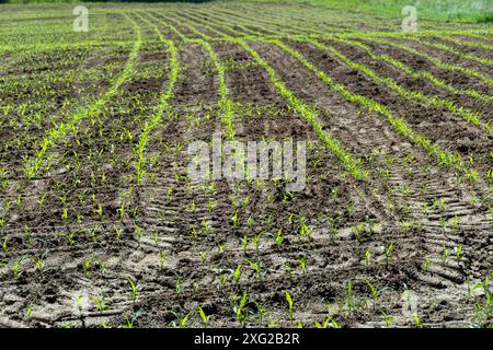 Piantine di mais piantate di recente in un campo con piste per ruote, Puy de Dome, Auvergne-Rodano-Alpi, Francia Foto Stock