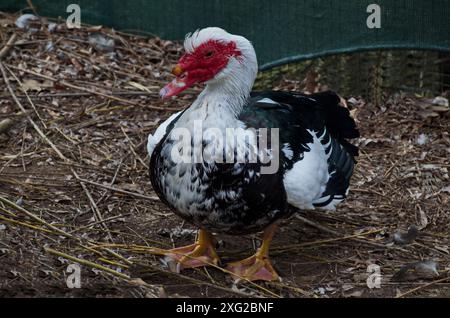 Un maschio Mute moscovita anatra o Cairina moschata che riposa nell'Aia, Sofia, Bulgaria Foto Stock