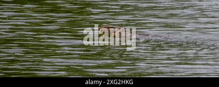 Lucertola con monitor d'acqua, parco Phuttamonthon Foto Stock