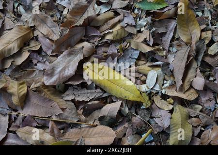 Lettiera asciutta o rifiuti organici di foglie cadute sul terreno. Foglie marroni, piccoli ramoscelli, bastoncini e aghi di pino sporcano il terreno Foto Stock