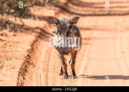 Verruca Hog. Foto Stock