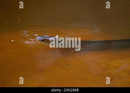 Pesca al parco nazionale di Khao Yai Foto Stock