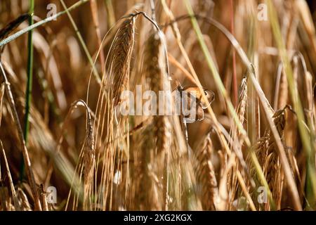 Kaltenbrunn, Germania. 6 luglio 2024. Una grande margherita bue-occhio (Maniola jurtina) si trova tra le orecchie di un campo di grano. La raccolta dei cereali è già iniziata in molte regioni. Tuttavia, il lavoro di raccolta viene interrotto ripetutamente da temporali e piogge intense. Le previsioni incerte sul raccolto hanno causato un ulteriore aumento dei prezzi dei cereali all'inizio di luglio. Crediti: Pia Bayer/dpa/Alamy Live News Foto Stock