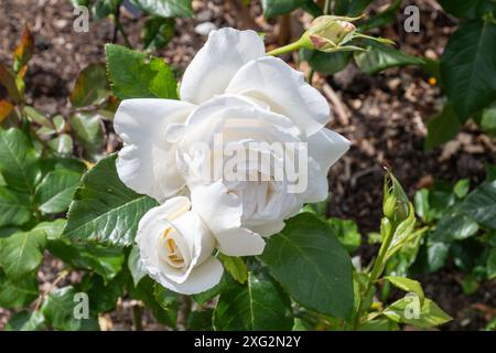 Rosa Silver Anniversary 'Poulari', rosa cespuglio con fiori bianchi doppi fiori fiori durante l'estate o luglio, Inghilterra, Regno Unito Foto Stock