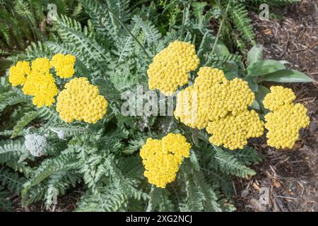 Achillea "Moonshine" yarrow in fiore, pianta in fiore con fiori gialli, Inghilterra, Regno Unito, durante l'estate Foto Stock