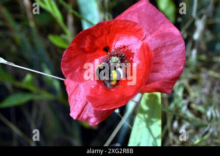 Un bumblebee è salito nel mezzo di un papavero rosso e sta raccogliendo polline. Foto Stock