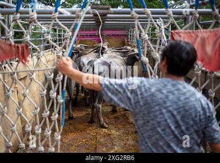 Diversi bufali vengono caricati su un rimorchio dopo aver completato la vendita al "mercato delle mucche" (Kad Wua) a Chiang mai, un rinomato mercato locale a Chiang mai, particolarmente noto per il commercio di bestiame, bufali e altro bestiame. Inoltre, questo mercato è un luogo di ritrovo per la gente del posto e i turisti interessati alla cultura e allo stile di vita della Thailandia settentrionale. Il "mercato delle mucche" (Kad Wua) nel quartiere di San Pa Tong, a Chiang mai, è uno dei mercati più grandi e antichi della Thailandia settentrionale per l'acquisto e la vendita di mucche, bufali e altri animali. È ben noto tra la gente del posto e gli agricoltori che vengono a t Foto Stock