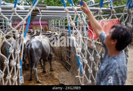 Diversi bufali vengono caricati su un rimorchio dopo aver completato la vendita al "mercato delle mucche" (Kad Wua) a Chiang mai, un rinomato mercato locale a Chiang mai, particolarmente noto per il commercio di bestiame, bufali e altro bestiame. Inoltre, questo mercato è un luogo di ritrovo per la gente del posto e i turisti interessati alla cultura e allo stile di vita della Thailandia settentrionale. Il "mercato delle mucche" (Kad Wua) nel quartiere di San Pa Tong, a Chiang mai, è uno dei mercati più grandi e antichi della Thailandia settentrionale per l'acquisto e la vendita di mucche, bufali e altri animali. È ben noto tra la gente del posto e gli agricoltori che vengono a t Foto Stock