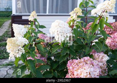 Lussuosa e enorme luce Limelight di Hydrangea paniculata bianca e rosa nel primo piano del giardino. Foto Stock