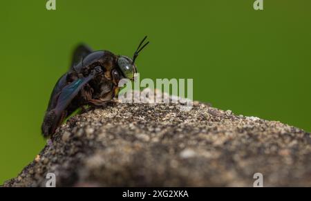 Hymenoptera, carpentiere a corpo largo Foto Stock