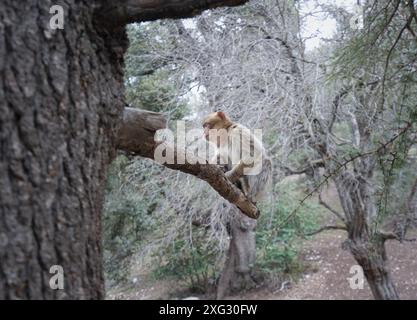 Macaco barbario arroccato su un ramo d'albero in una fitta foresta di cedri. Specie uniche endemiche delle montagne dell'Atlante, Medio Atlante, Marocco. Foto Stock