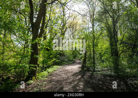 Stenner Woods a Fletcher Moss, Didsbury, Greater Manchester. Una riserva naturale accanto al fiume Mersey. Foto Stock