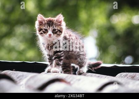 Bellissimo gattino abbandonato che vive in baraccopoli rovinato guardando curiosamente la macchina fotografica. Piccoli gattini senzatetto con colorazioni a righe si siedono in una giornata di sole sul tetto Foto Stock