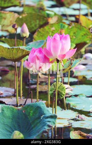 Due splendidi fiori di loto sacro che sbocciano nello stagno Foto Stock