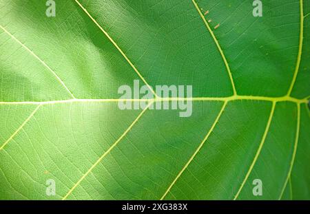 Struttura e motivo della foglia di legno di Teak verde vivace alla luce del sole Foto Stock