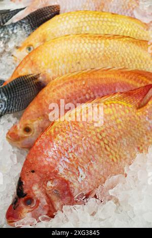 Red Tilapia Fish in vendita sul mercato locale Foto Stock