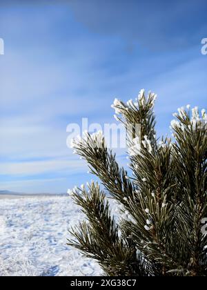 Foto con un ramo di un albero di conifere nella neve su uno sfondo di cielo blu e un enorme campo di neve in inverno sull'isola russa Baikal Foto Stock