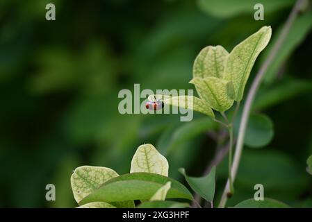 piccolo insetto rosso su foglia verde Foto Stock