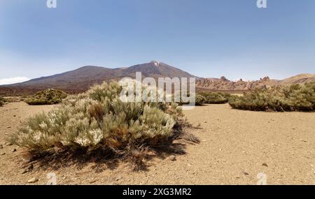 Scopa bianca del Teide (Spartocytisus supranubius) in fiore nella caldera di Las Canadas con il monte Teide sullo sfondo, Parco Nazionale del Teide, Tenerife, maggio. Foto Stock