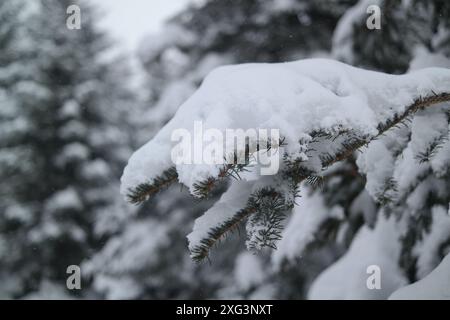 Rami di pino ricoperti di neve nella foresta Foto Stock