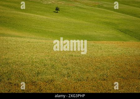 Albero solitario nelle Crete Senesi, Val d'Orcia, Siena, Italia Foto Stock