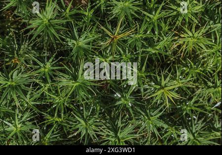 Natura Dettagli della foresta Polytrichastrum sylvatica immagine ravvicinata del muschio verde vista dall'alto del cappellino di capelli della foresta tedesca Foto Stock