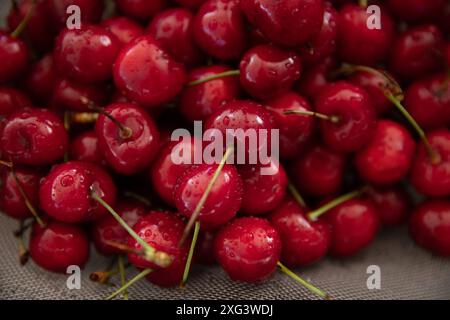 Frutta fresca e salutare nella stagione estiva ciliegie fresche lavate con gocce d'acqua da vicino Foto Stock