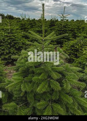 Alberi di Natale Nordmann Fir Real piantagione tedesca di alberi di Natale Foto Stock
