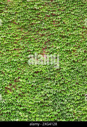 Le pareti in mattoni ricoperti di edera formano un motivo di sfondo occupato in verde Foto Stock