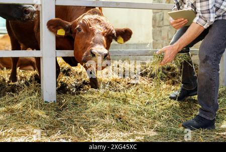 La mucca bruna raggiunge il fieno in mano al contadino. Foto Stock