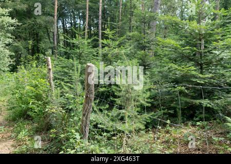 Foresta commerciale recintata con conifere giovani e vecchie Foto Stock