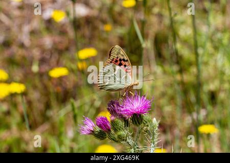 Farfalla cardinale Fritillario Argynnis pandora su una testa di cardo nella campagna spagnola Spagna centrale Foto Stock