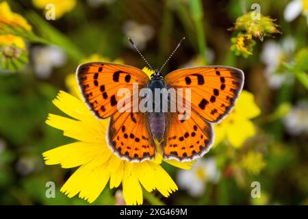 La femmina Purple ha sparato alla farfalla di rame Lycaena alciphron nella campagna spagnola a Riaza, nella Spagna centrale Foto Stock