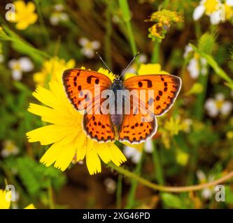 La femmina Purple ha sparato alla farfalla di rame Lycaena alciphron nella campagna spagnola a Riaza, nella Spagna centrale Foto Stock