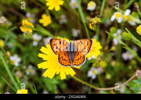 La femmina Purple ha sparato alla farfalla di rame Lycaena alciphron nella campagna spagnola a Riaza, nella Spagna centrale Foto Stock