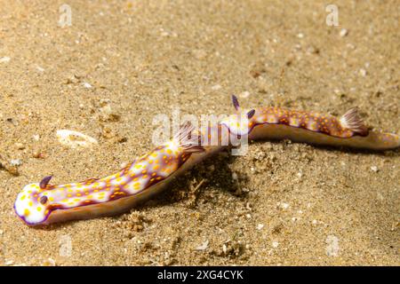 Mozambico, Maputo, Ponta do Ouro, Nudibranch, Sea Slug Foto Stock