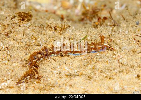 Mozambico, Maputo, Ponta do Ouro, Nudibranch, Sea Slug Foto Stock