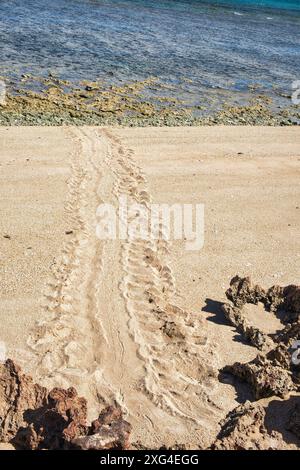 Traccia il sito di nidificazione di una tartaruga marina su una spiaggia nel Jurabi Coastal Park, Ningaloo Coast, Exmouth, Australia Occidentale Foto Stock