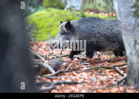 Wildschwein Schwarzwild Wildschweine im Herbst *** cinghiale selvatico in autunno Foto Stock