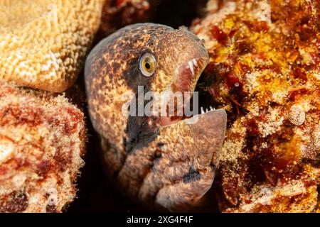 Mozambico, Maputo, Ponta do Ouro, Black Cheek Moray (Gymnothorax breedeni) Foto Stock