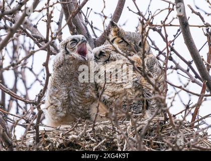 Un gufo o un gufo di un bambino cornuto fa uscire un grande sbadiglio mentre si siede con la sua famiglia all'interno del nido. Foto Stock