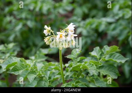 Primo piano di un campo di patate in fiore nella campagna fiamminga intorno a Tienen, Fiandre, Belgio Foto Stock