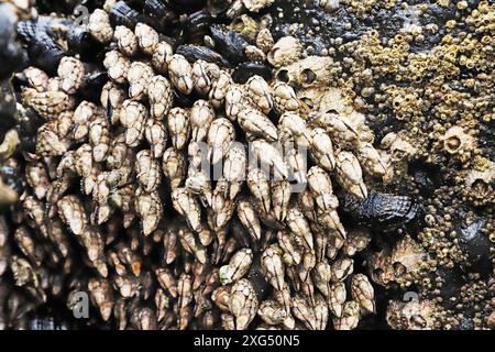 Gooseneck barnacle, Pollicipes polymerus, che cresce sulle rocce della costa pacifica dell'Oregon vicino alla città di Seal Rock, Oregon. Foto Stock