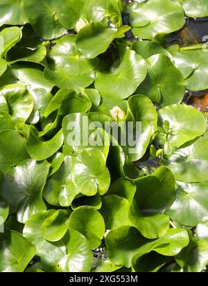 Ninfee pigmeo ruandese, Nymphaea thermarum, Nymphaeaceae. Ruanda, Africa. La più piccola ninfea del mondo con un fiore largo solo 1-3 cm. Foto Stock