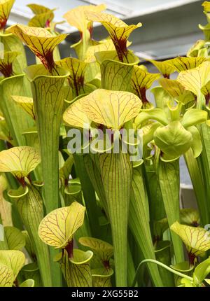 Giallo pianta brocca, Sarracenia flava Apalachicola, Sarraceniaceae, Sud USA orientale Foto Stock