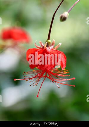 La Lanterna Cinese Hibiscus, Hibiscus grandidieri, Malvaceae. Madagascar, Africa. Cresce principalmente nel bioma tropicale stagionalmente secco. Foto Stock