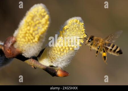 Fai un'ape su un gattino di salice Foto Stock