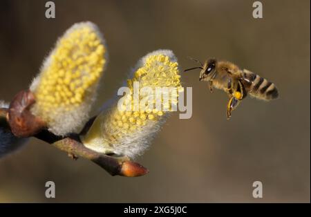 Fai un'ape su un gattino di salice Foto Stock