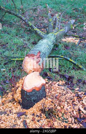 Primo piano del tronco dell'albero caduto dopo il lavoro del castoro sulla riva del lago. Alberi che crescono nelle vicinanze di castori e acqua. Caldi colori autunnali. Nebbia Foto Stock