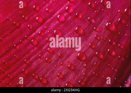 Astrazione sfondo macro floreale. Primo piano di gocce d'acqua su un fiore sfumato rosa viola con sfondo a contrasto. Posiziona per testo. profondità bassa di Foto Stock